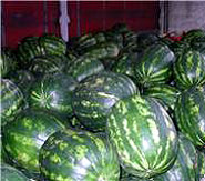 wassermelonen-watermellons-production-loaded