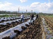 watermelon-farming