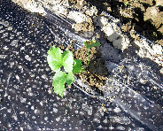 watermelon-planted