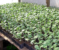 watermelon-plants