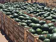 wassermelonen-watermellons-production-ready
